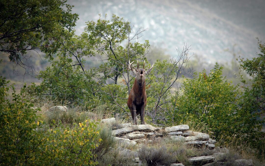 Comment Observer le Brame du Cerf ?