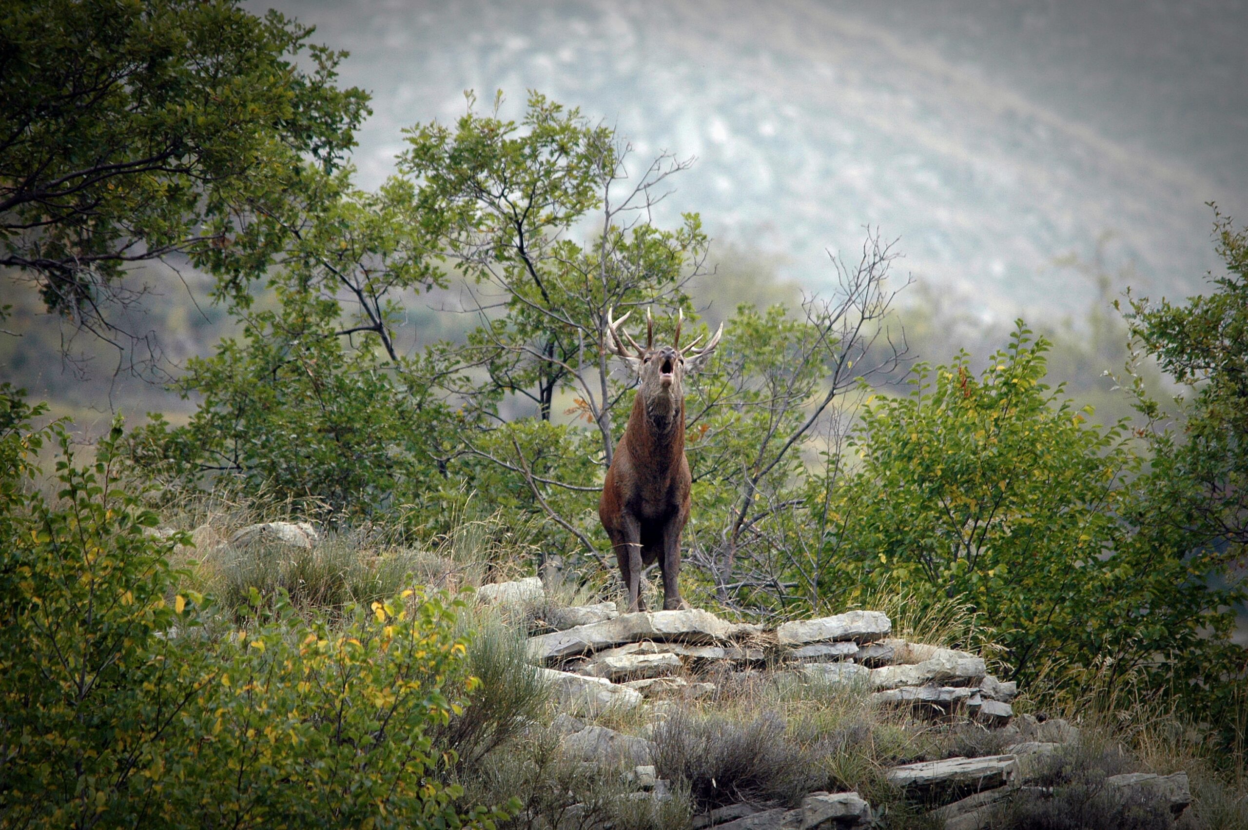 Comment Observer le Brame du Cerf ?
