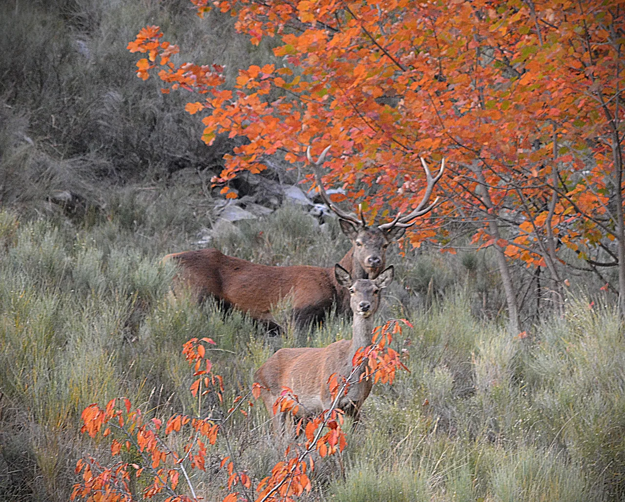 Un cerf derrière une biche, au pied d’un arbre aux feuilles orange.