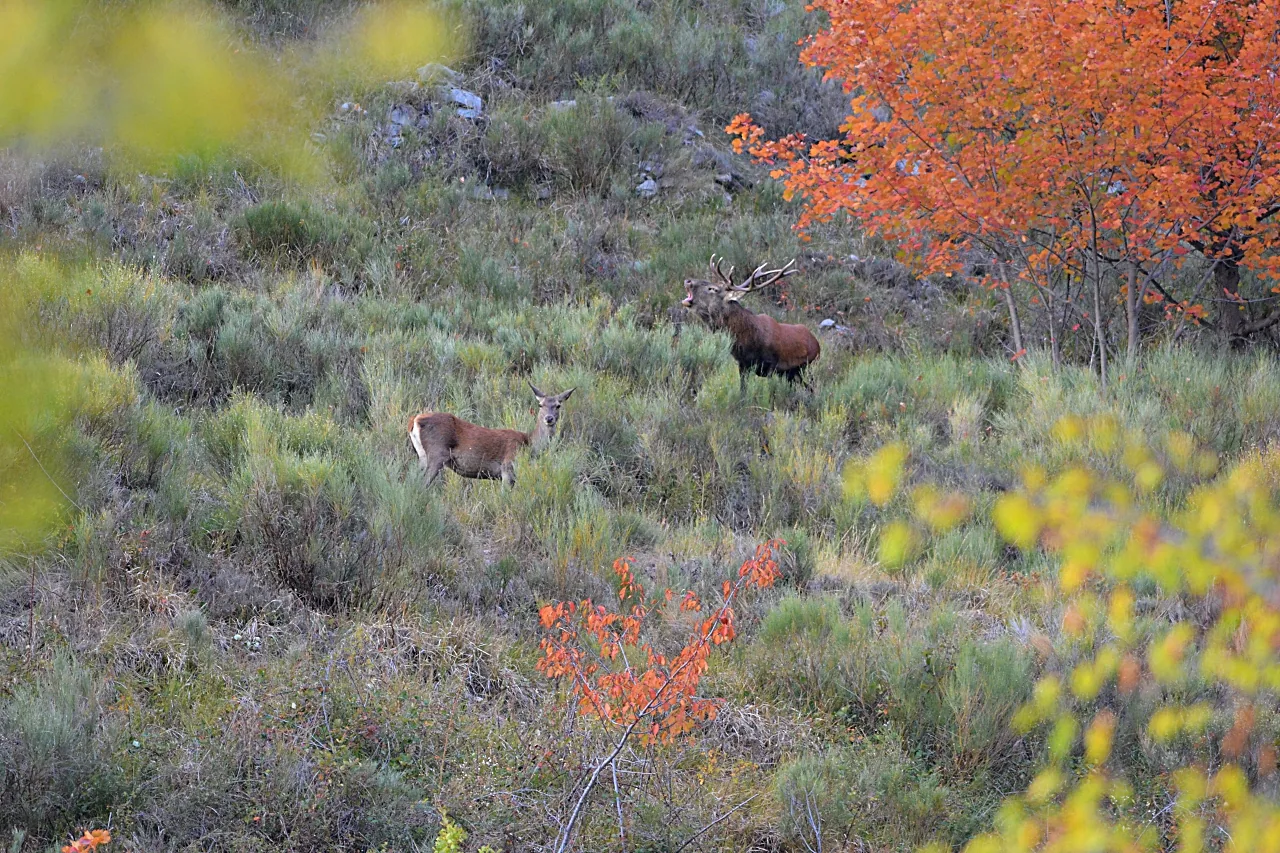 Cerf bramant près d’une biche parmi les buissons et les feuillages d’automne