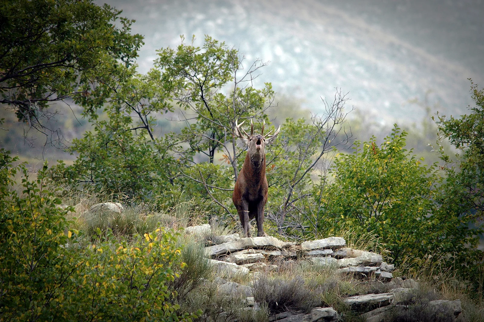 Cerf levant la tête et bramant sur un promontoire rocheux entouré d’arbres.