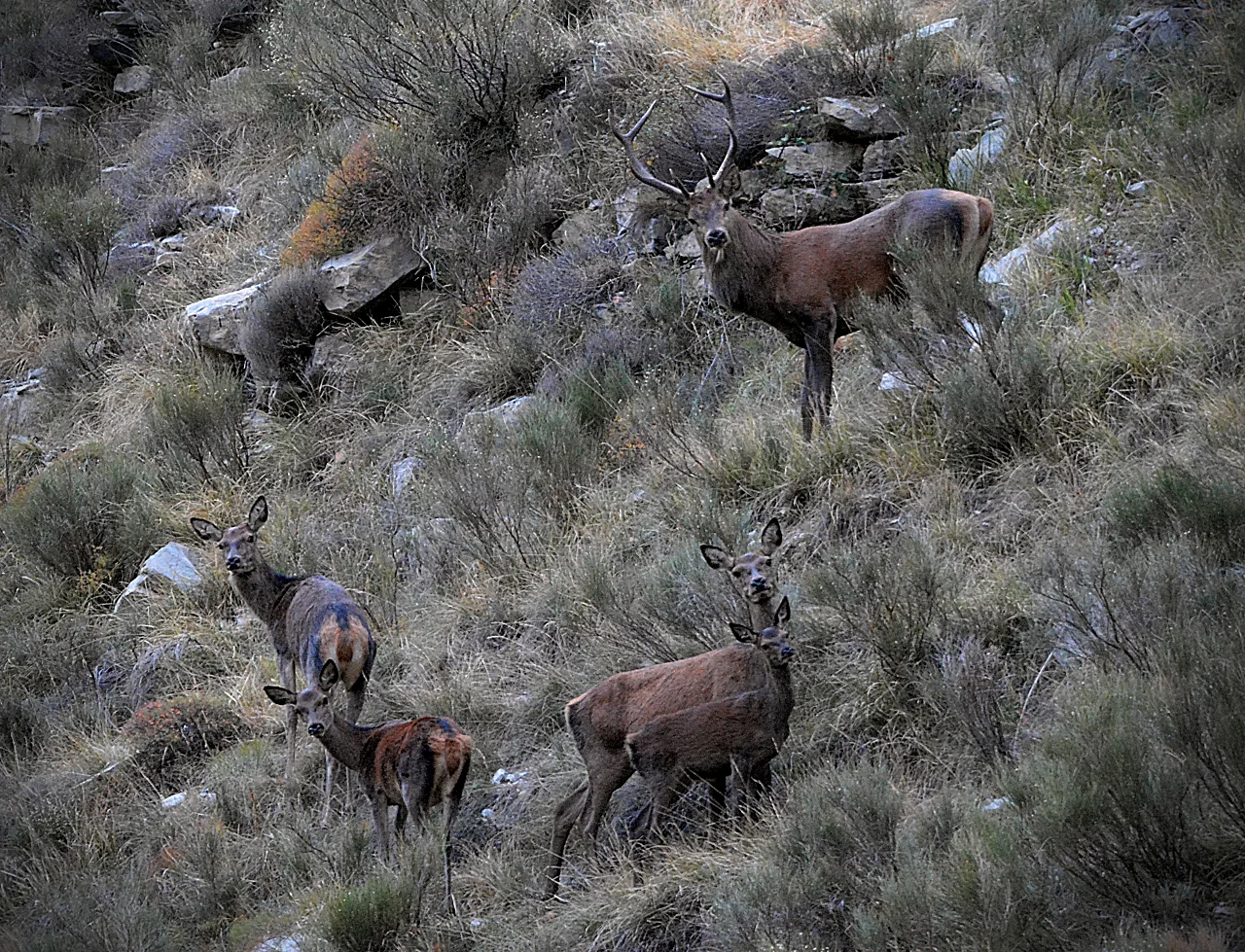Un cerf et plusieurs biches répartis sur un versant herbeux et rocheux.