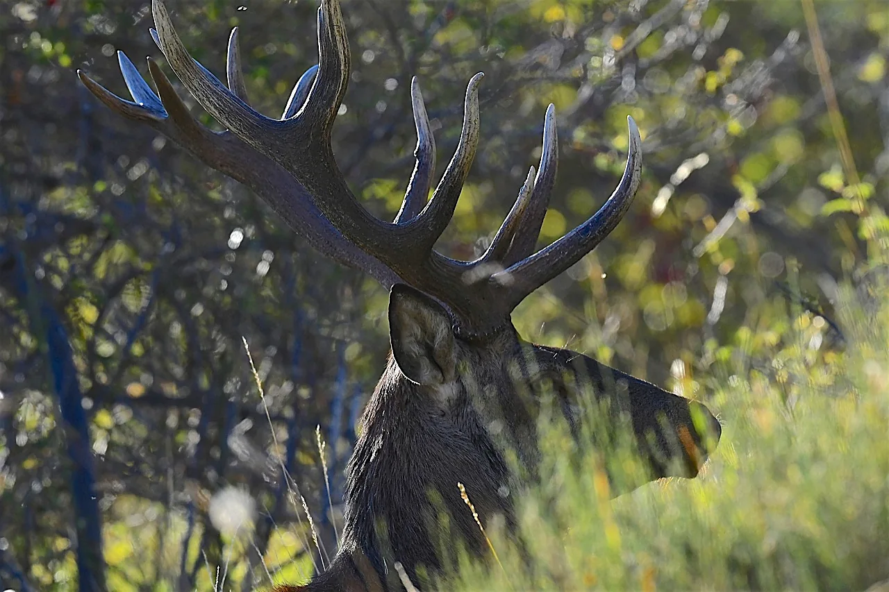 Tête et bois d’un cerf de profil derrière des herbes dans la lumière