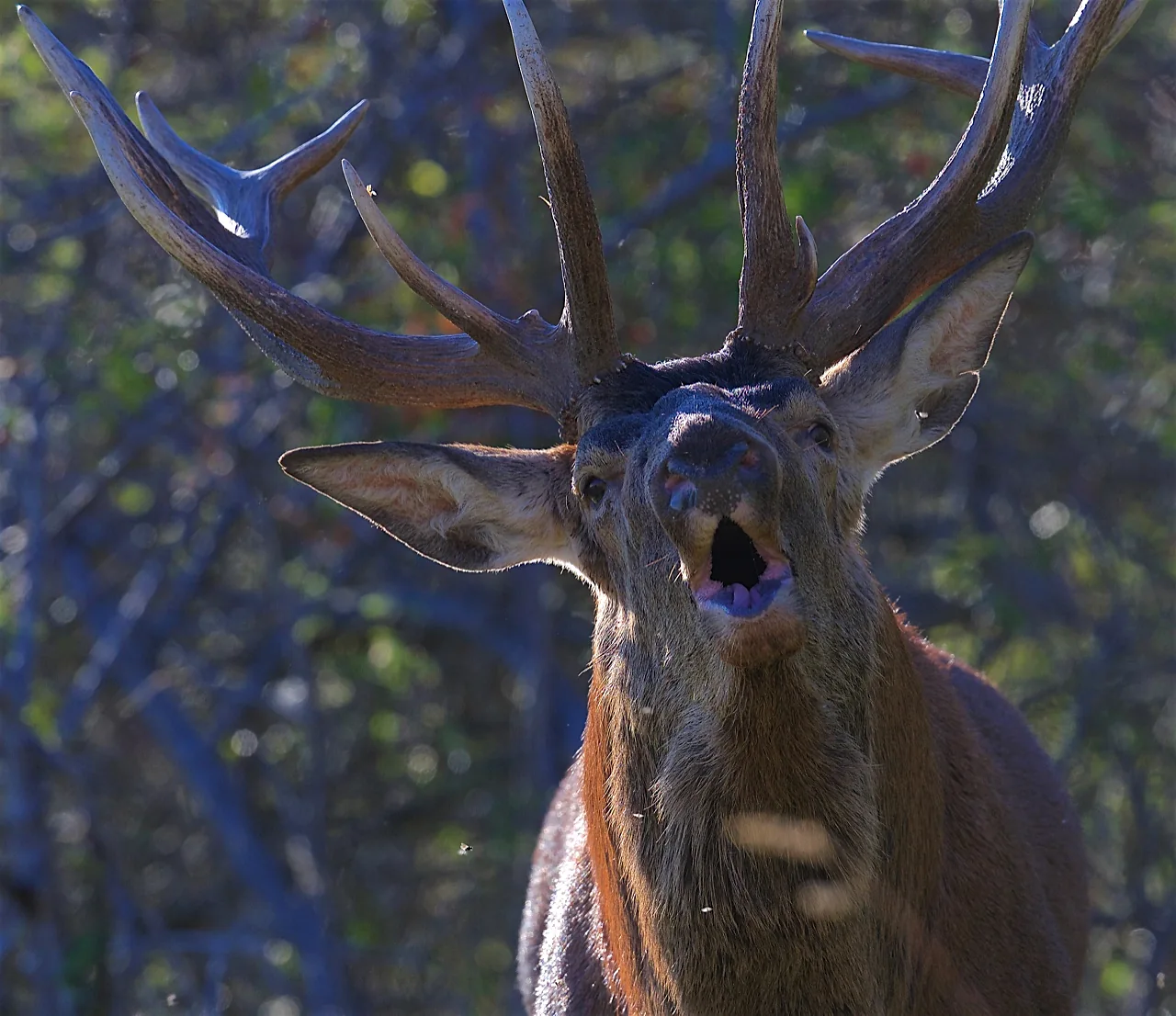 Gros plan d’un cerf aux grands bois, la bouche ouverte pendant le brame.