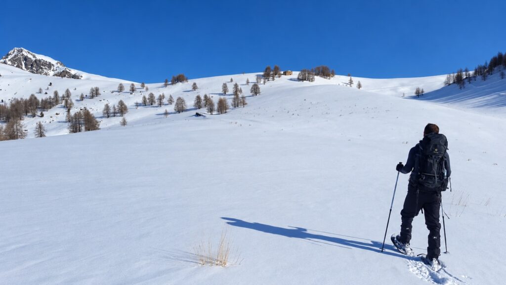 Plateau enneigé et mélèzes sous un ciel bleu.